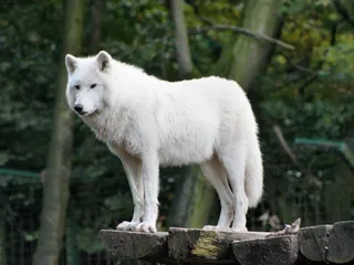 How Big Are Wolves Compared to Dogs? (Size Chart & Comparison)