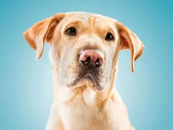 Shar Pei Lab Mix: Info, Pictures, Care & Traits