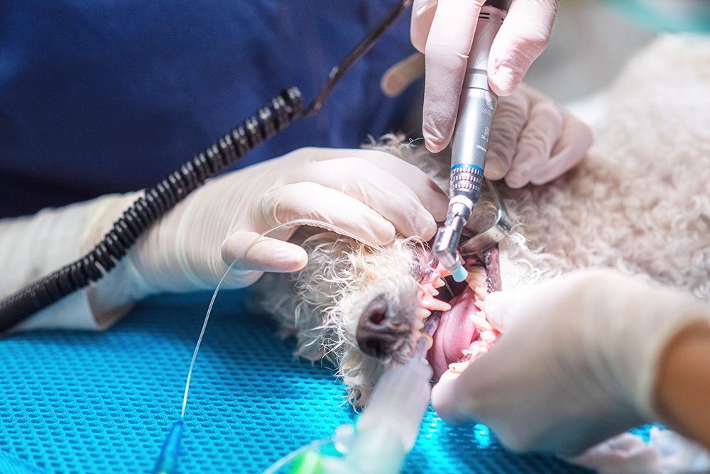 vet cleaning dog's teeth
