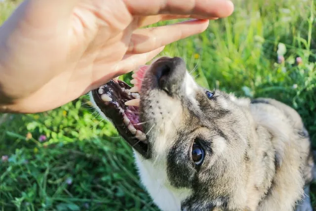 How to Stop Redirected Aggression in Dogs: Vet-Verified Tips & FAQ