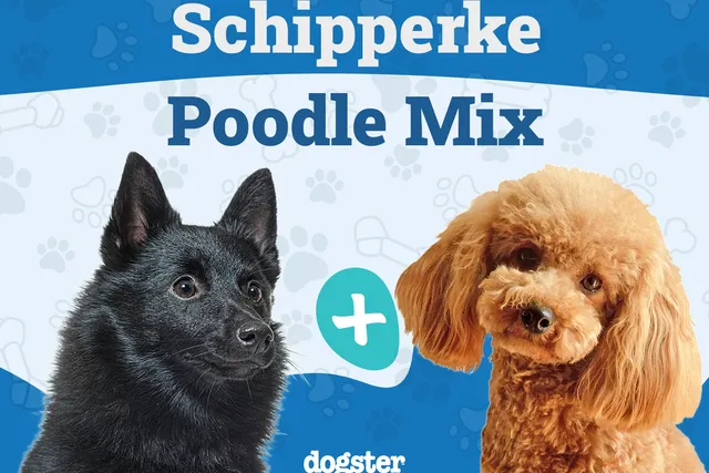 Schipper-Poo (Poodle & Schipperke Mix): Info, Pictures, Care & More