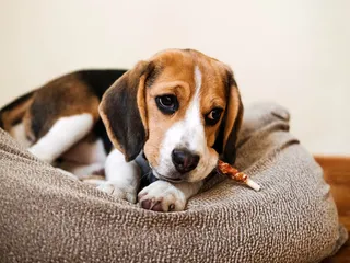 8 Best Bully Sticks for Dogs in 2026 - Reviews & Top Picks