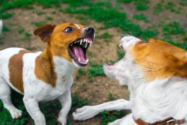 How to Stop Dogs From Fighting in the Same Household: 4 Vet-Approved Tips