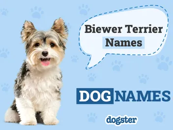 165 Popular & Unique Biewer Terrier Names: Ideas for Petite and Sweet Dogs
