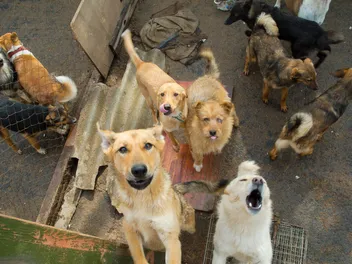 The History of Animal Shelters & Dog Adoption in the United States (Vet Reviewed)