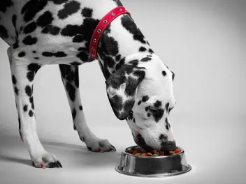 11 Best Canned & Wet Dog Foods for Sensitive Stomachs in 2026 - Reviews & Top Picks
