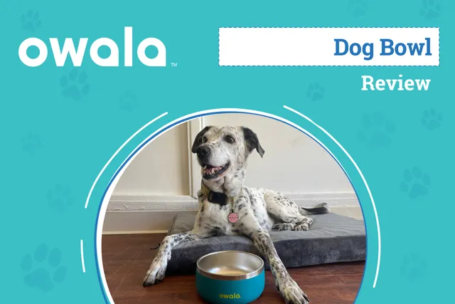 Owala Pet Bowl Review 2026: An Expert's Breakdown