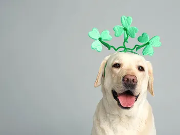 6 St. Patrick’s Day Safety Tips for Dogs (2026 Guide)