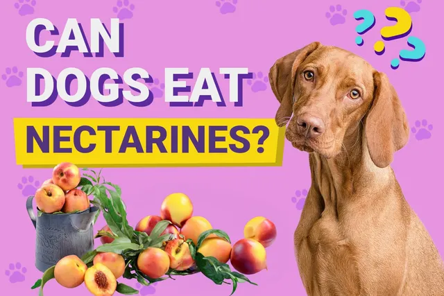 Can Dogs Eat Nectarines? Vet-Verified Facts & Safe Alternatives