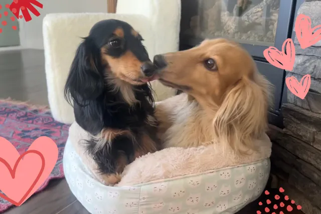 Long on Love: A Valentine’s Day Ode to My Doxie Sweethearts (with Video)