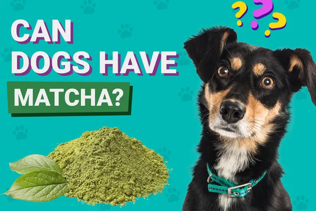 Can Dogs Have Matcha? Vet-Verified Dangers & FAQ