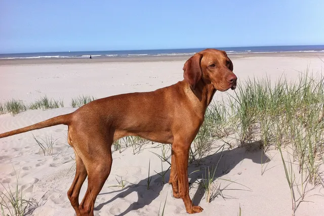 10 Great Dog-Friendly Beaches in New Jersey (2026 Update)