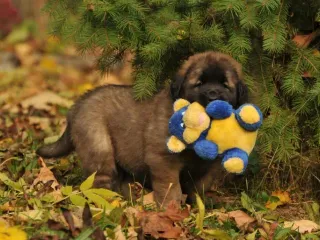 Do Dogs Think Their Stuffed Animals Are Real? Vet-Verified Behavior Science & Info