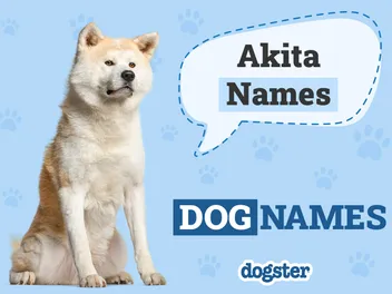 200+ Akita Names: Unique, Cute & Meaningful Ideas