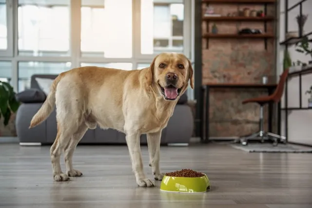 When to Switch to Senior Dog Food? 4 Vet-Reviewed Factors to Consider & Other Tips