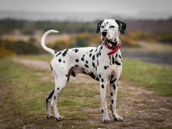 Dalmatian Dog Breed: Info, Pictures, Care & More
