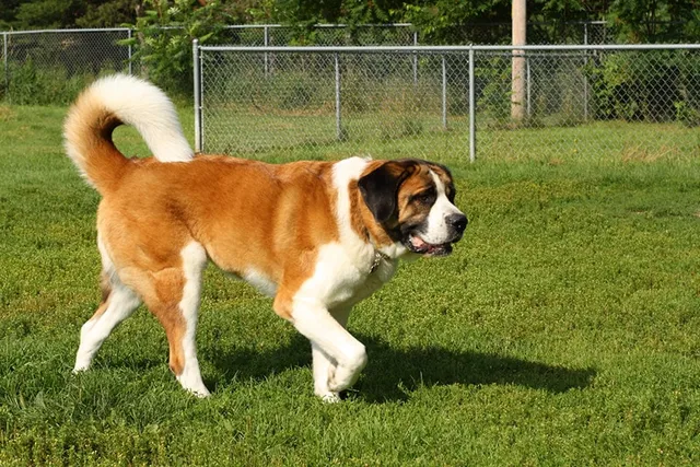 10 Saint Bernard Pros & Cons: What to Know Before You Get One