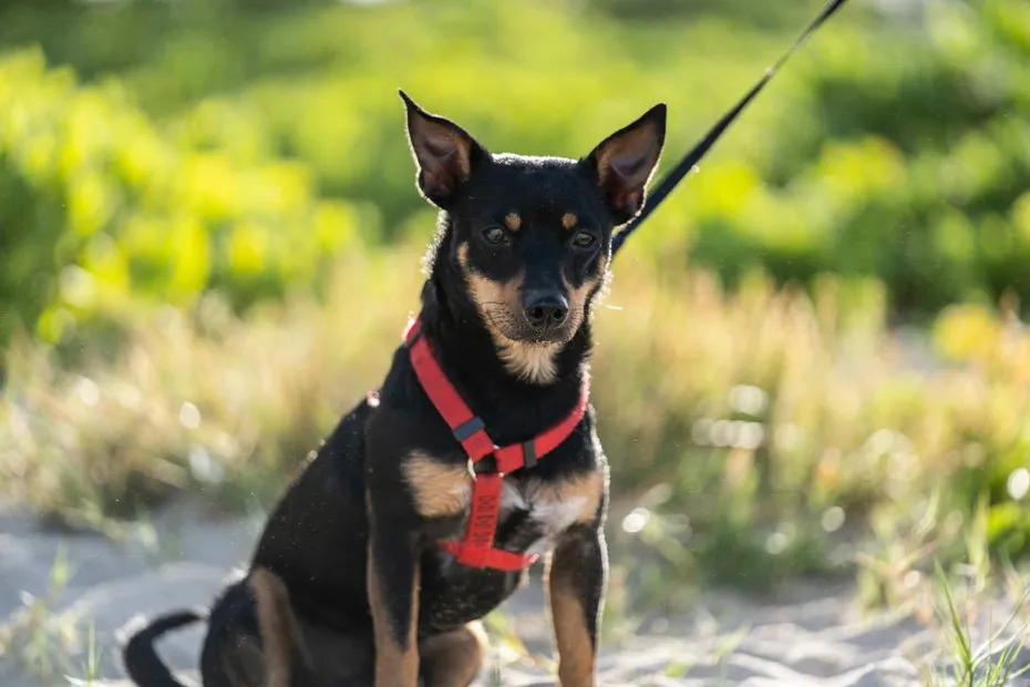 Manchester Toy Terrier