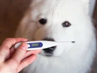 6 Best Dog Thermometers in 2026 - Reviews & Top Picks