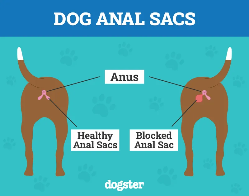 healthy vs blocked anal sacs glands