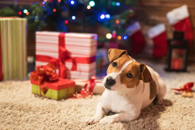 What Should I Get My Dog for Christmas? 26 Pawfect Ideas