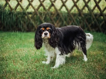 9 Dog Breeds That Don’t Bark: Quiet Pup Info & Pictures
