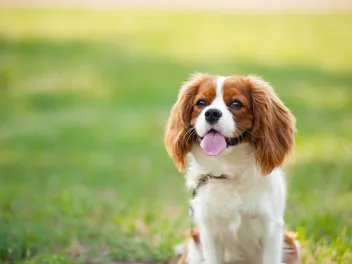 Not All Small Dogs Are Clingy! These 10 Breeds Do Just Fine on Their Own