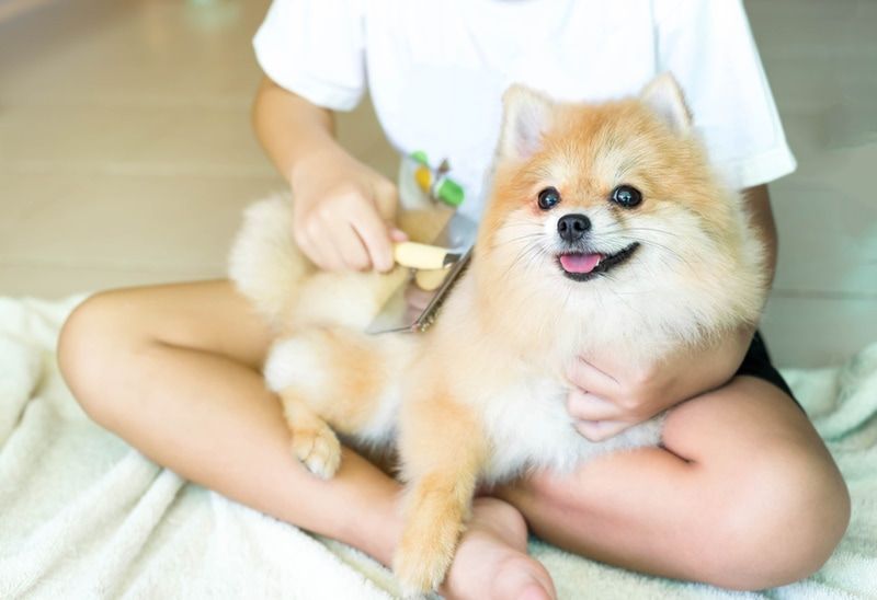 brushing pomeranian dog