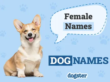 150+ Unique Female Dog Names With Meanings
