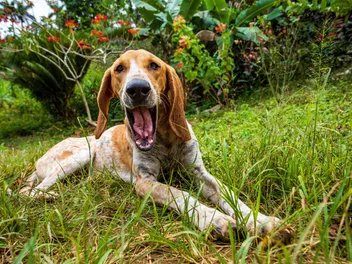 My Dog’s Mouth Is Quivering, What’s Wrong? 6 Vet-Reviewed Causes