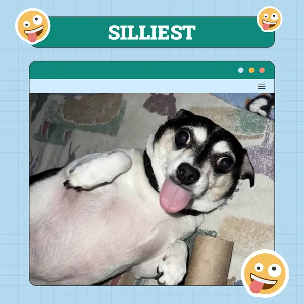 Silliest Dog