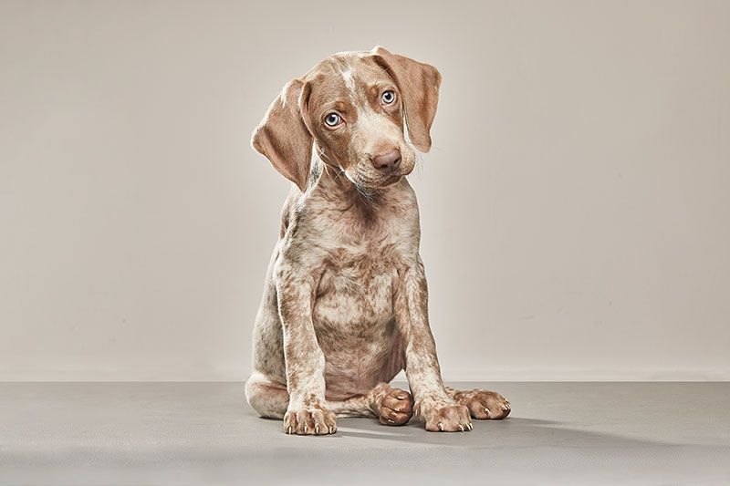 Piebald Weimaraner puppy