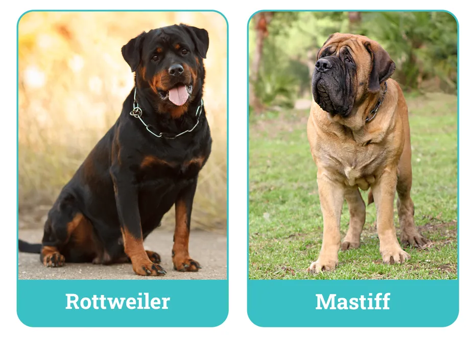 Rottweiler vs Mastiff
