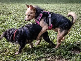 Why Do Dogs Hump or Mount? 6 Vet-Reviewed Reasons for This Behavior