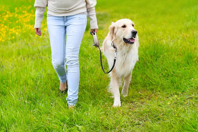 How to Loose Leash Train a Dog: Vet-Approved Tips & Tricks