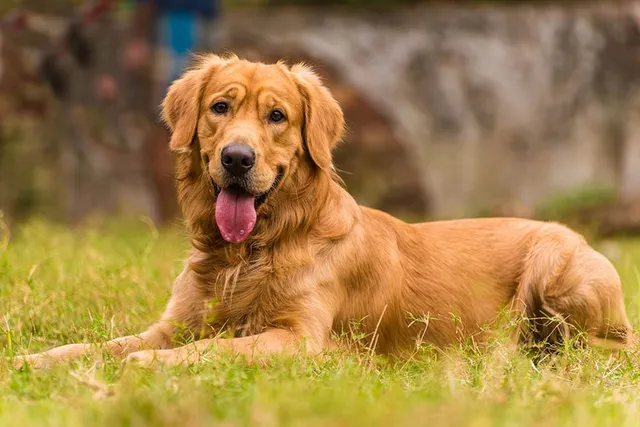 Dark Golden Retriever: Info, Pictures, Origin & History