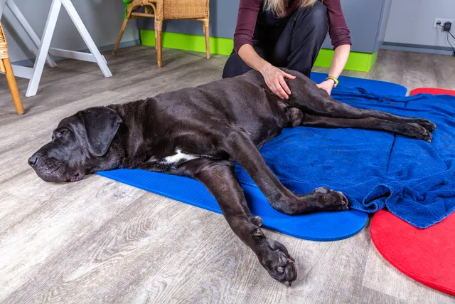 How to Massage a Dog with Arthritis: 6 Expert Tips (Vet Answer)