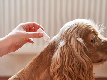 10 Best Itch Relief Products for Dogs in 2026 - Reviews & Top Picks