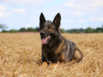 German Malinois (Belgian Malinois & German Shepherd Mix): Info, Pictures & More
