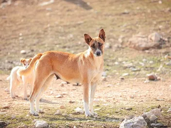 Canaan Dog Breed: Info, Pictures, Care & Traits