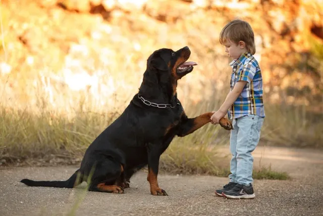Are Rottweilers Good With Kids? Reasons & Training Tips