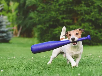 Bark in the Park With the Durham Bulls: 2026 Guide