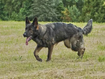 Blue German Shepherd Dog Breed: Info, Pictures, History & More