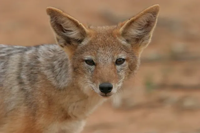 Are Jackal Dog Hybrids Real? Vet-Reviewed Facts & FAQ
