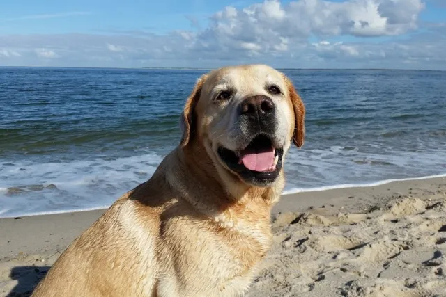 Top 9 Dog-Friendly Beaches in San Francisco, CA in 2026 (With Pictures)