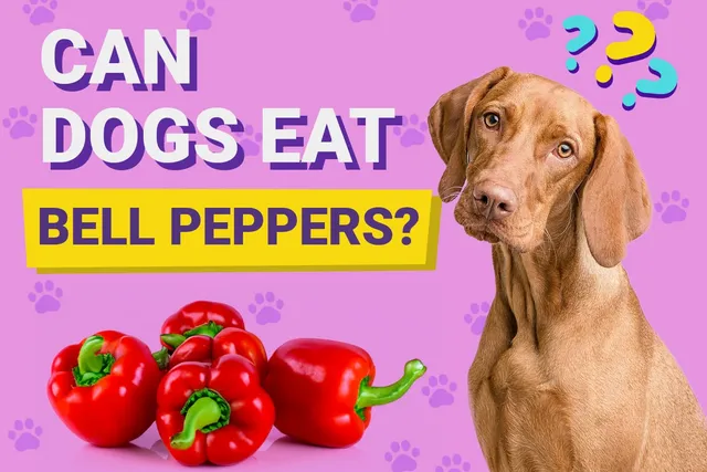 Can Dogs Eat Bell Peppers? Vet-Verified Nutrition Facts & FAQ