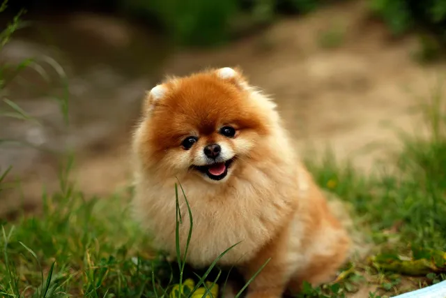 Miniature Spitz Dog Breed: Info, Pictures, Traits & Care Guide