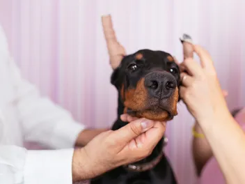 Doberman Ear Cropping: Our Vet Answers