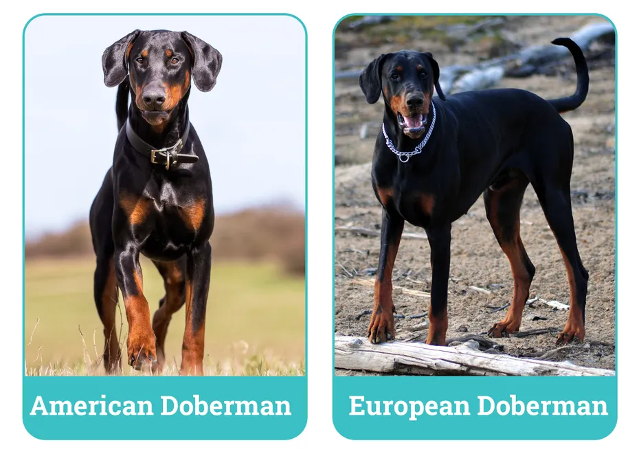 American vs European Doberman