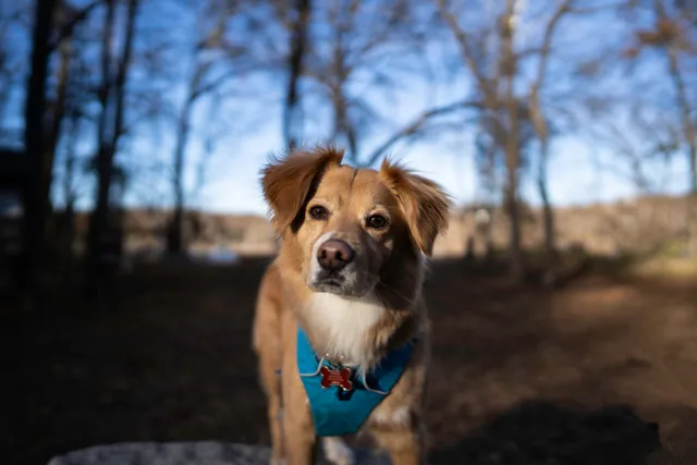 Gollie (Golden Retriever & Collie Mix): Info, Pictures & Care